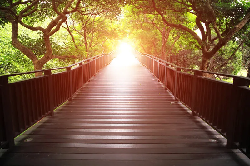 A sun-drenched wooden footbridge leads into a canopy of lush green trees, creating a tunnel-like effect.