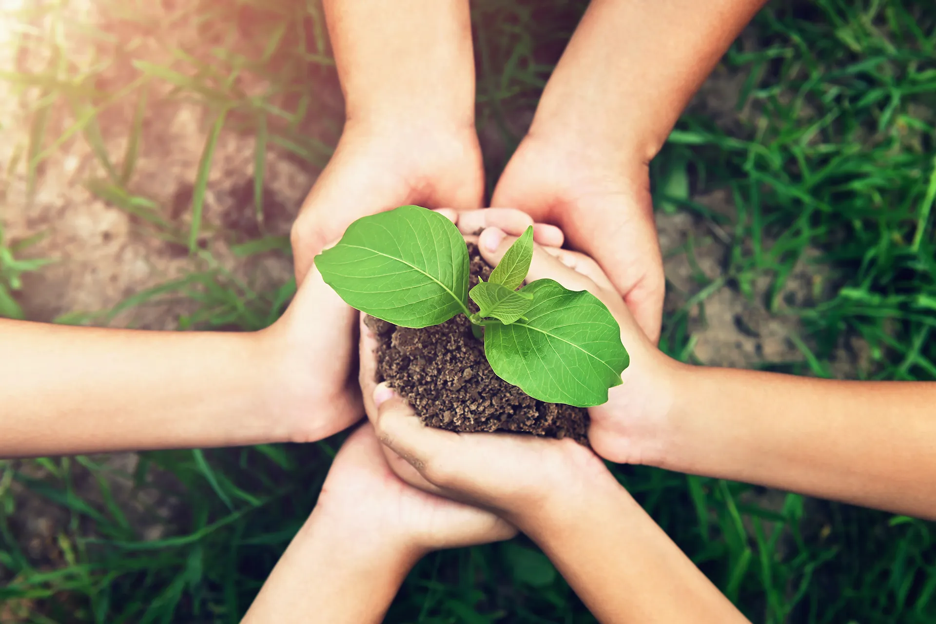 A group of hands from children and adults gently holding a small green plant with soil, symbolizing community support for growth and nature